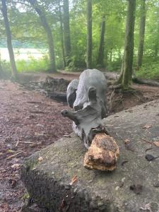 Tonen im Wald